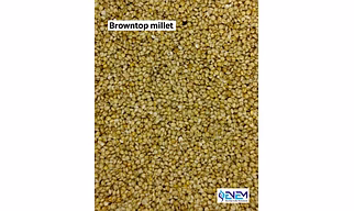 BROWNTOP MILLET