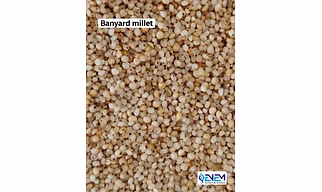 BARNYARD MILLET