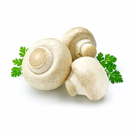 organic button mushroom