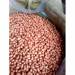 groundnut seed