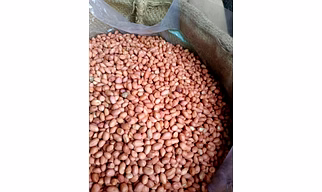 Groundnut Seed