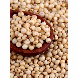 jowar / sorghum