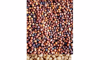 Ragi / Finger Millet