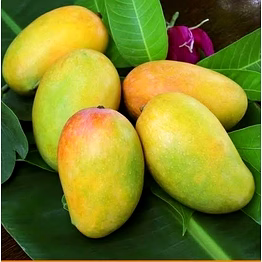 gir kesar mango