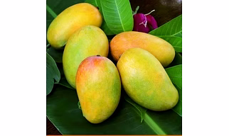 Gir Kesar Mango