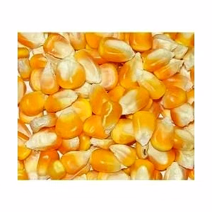 Maize