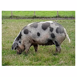 pig