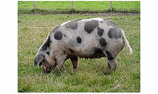 Pig
