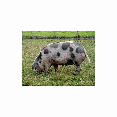 pig
