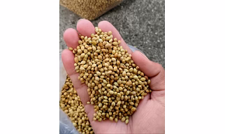 WHOLE CORIANDER SEEDS