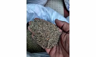 WHOLE CUMIN SEEDS (SINGAPORE 99)