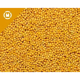 yellow mustard seeds