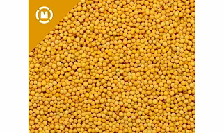 Yellow Mustard Seeds