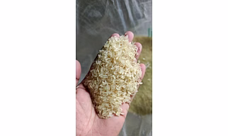 IR 64 Parboild Rice