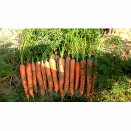 carrot 🥕