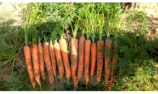 Carrot 🥕