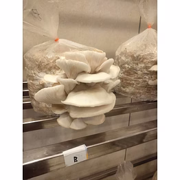 fresh oyster mushroom