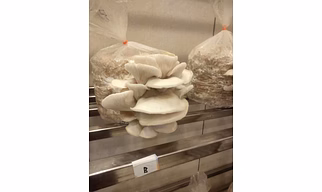 Fresh Oyster mushroom