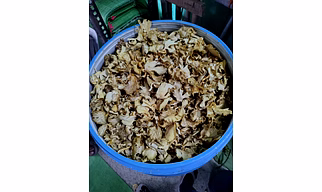 Dry oyster mushroom