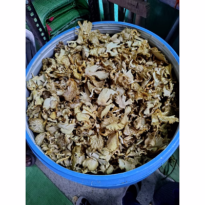 dry oyster mushroom