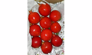 a1 pomogranate