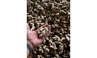 Fresh Ginger