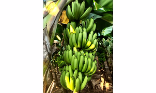 Banana G9