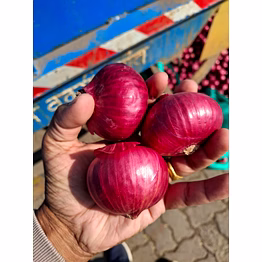onion