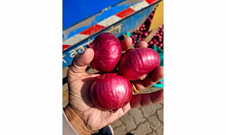 Onion