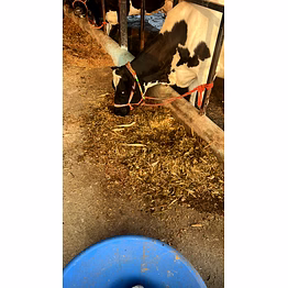 corn silage