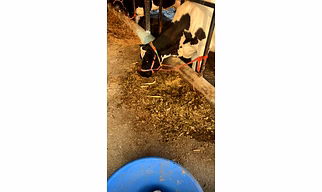 Corn Silage