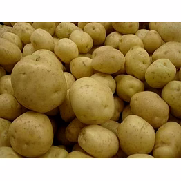 jyoti potato