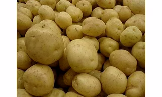 Jyoti Potato