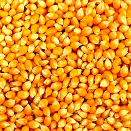yellow maize