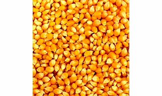 yellow maize