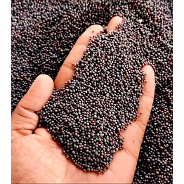 mustard seed