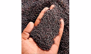 Mustard seed