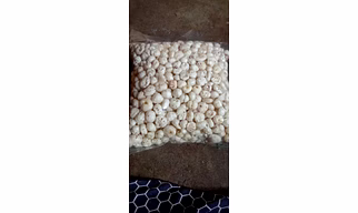 Makhana