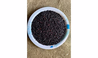 Black Rice