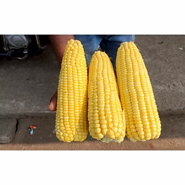 sweet corn