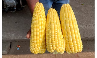 Sweet corn