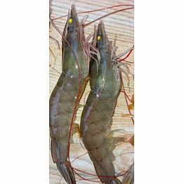 venami shrimp