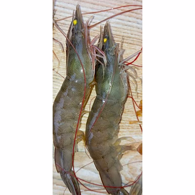 venami shrimp
