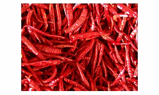 Red Chilli 334 Sannam S4 Guntur Sannam