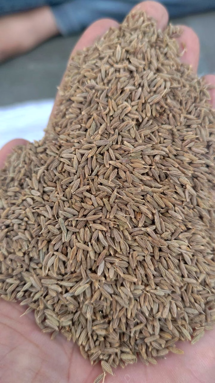 cumin seed