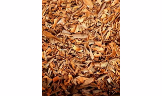 Cassia Broken