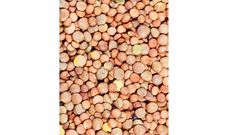 Whole Lentils