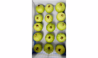 Guava