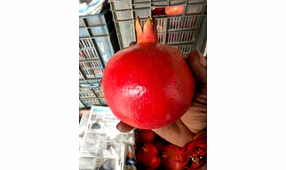 Pomegranate