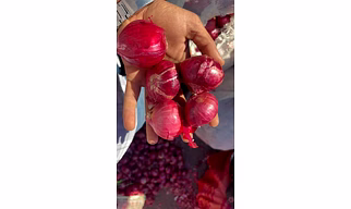 Onion